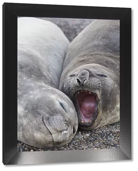 Detail of elephant seals lying on the beach of Punta Ninfas, Chubut, Patagonia, Argentina