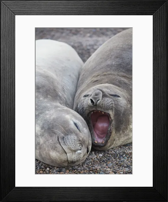 Framed Print : Detail of elephant seals lying on the beach of Punta Ninfas, Chubut, Patagonia, Argentina Framed Print : Detail of elephant seals lying on the beach of Punta Ninfas, Chubut, Patagonia, Argentina