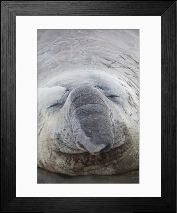 Framed Print : Detail of an elephant seal lying on the beach of Punta Ninfas, Chubut, Patagonia, Argentina Framed Print : Detail of an elephant seal lying on the beach of Punta Ninfas, Chubut, Patagonia, Argentina