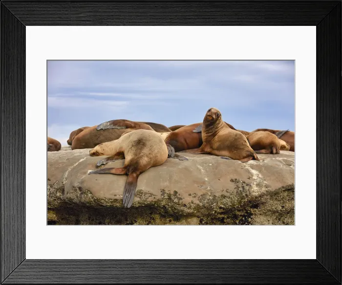 Framed Print : Sea lions lying on a rock of the Golfo Nuevo, Puerto Piramides, Peninsula Valdes, Chubut, Patagonia, Argentina Framed Print : Sea lions lying on a rock of the Golfo Nuevo, Puerto Piramides, Peninsula Valdes, Chubut, Patagonia, Argentina