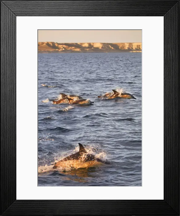 Framed Print : Dolphins swimming at sunset in the Golfo Nuevo, Puerto Piramides, Peninsula Valdes, Chubut, Patagonia, Argentina Framed Print : Dolphins swimming at sunset in the Golfo Nuevo, Puerto Piramides, Peninsula Valdes, Chubut, Patagonia, Argentina