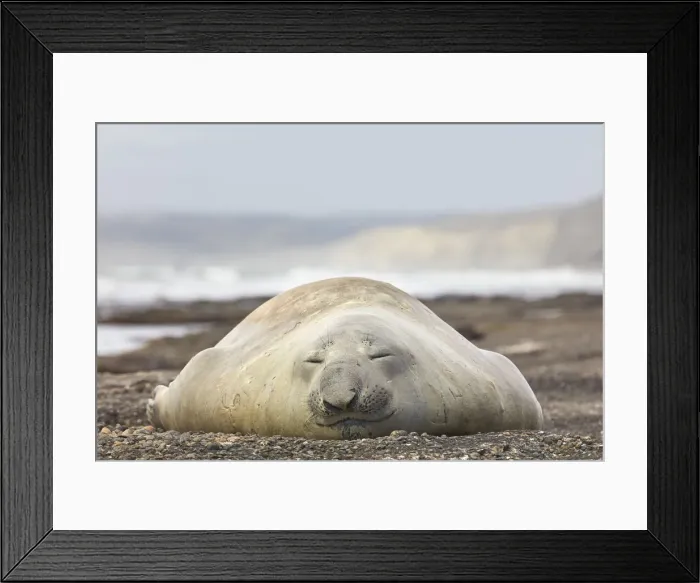 Framed Print : An elephant seal young male lying on the Playa Escondida beach, Chubut, Patagonia, Argentina Framed Print : An elephant seal young male lying on the Playa Escondida beach, Chubut, Patagonia, Argentina