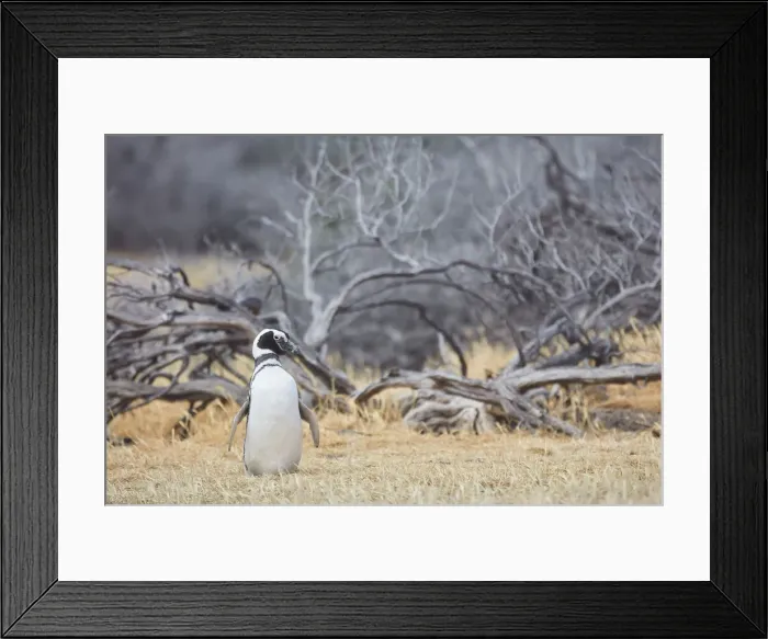 Framed Print : A Magellanic Penguin (Spheniscus magellanicus) inside the Punta Tombo Provincial Reserve, Chubut, Patagonia, Argentina Framed Print : A Magellanic Penguin (Spheniscus magellanicus) inside the Punta Tombo Provincial Reserve, Chubut, Patagonia, Argentina