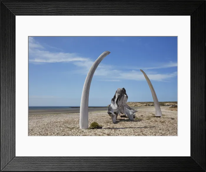 Framed Print : Southern Right Whale bones at Playa Larralde beach, Peninsula Valdes, Chubut, Patagonia, Argentina Framed Print : Southern Right Whale bones at Playa Larralde beach, Peninsula Valdes, Chubut, Patagonia, Argentina