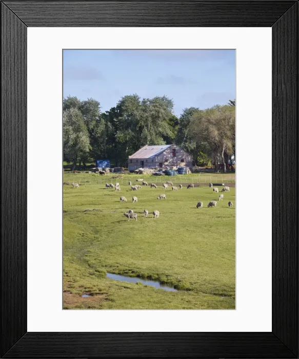 Framed Print : Sheep grazing at the Estancia Lochiel, Camarones, Chubut, Patagonia, Argentina Framed Print : Sheep grazing at the Estancia Lochiel, Camarones, Chubut, Patagonia, Argentina