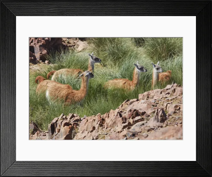 Framed Print : A group of wild guanacos (Lama guanicoe) at the Cabo Dos Bahias Penguin Colony, Camarones, Chubut, Patagonia, Argentina Framed Print : A group of wild guanacos (Lama guanicoe) at the Cabo Dos Bahias Penguin Colony, Camarones, Chubut, Patagonia, Argentina