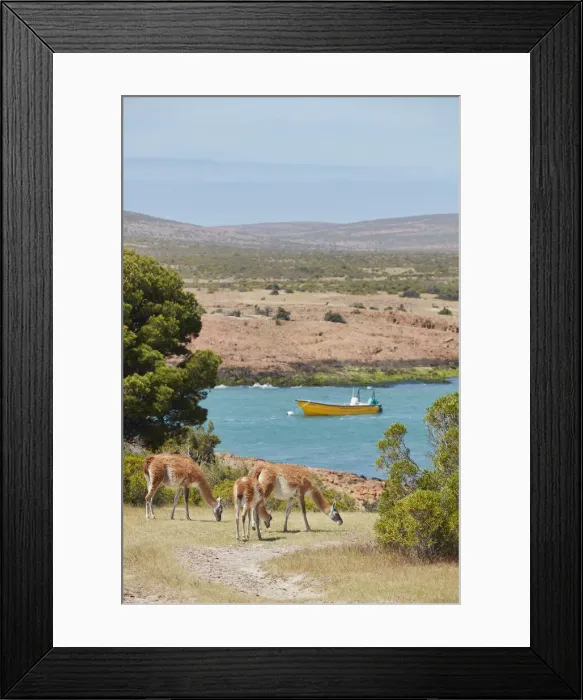 Framed Print : A group of guanacos in Caleta Sara, Camarones, Chubut, Patagonia, Argentina