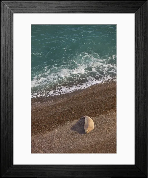 Framed Print : An elephant seal lying on the beach of Punta Ninfas at sunset, Chubut, Patagonia, Argentina Framed Print : An elephant seal lying on the beach of Punta Ninfas at sunset, Chubut, Patagonia, Argentina