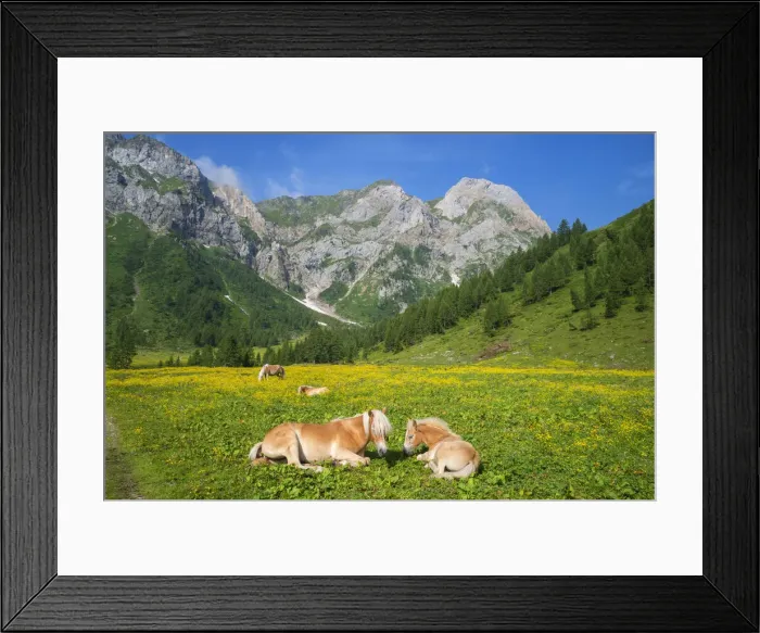 Framed Print : Alp with horses, Hochweiszstein (Monte Peralba) area, Carnic alps, Carinthia, Austria Framed Print : Alp with horses, Hochweiszstein (Monte Peralba) area, Carnic alps, Carinthia, Austria