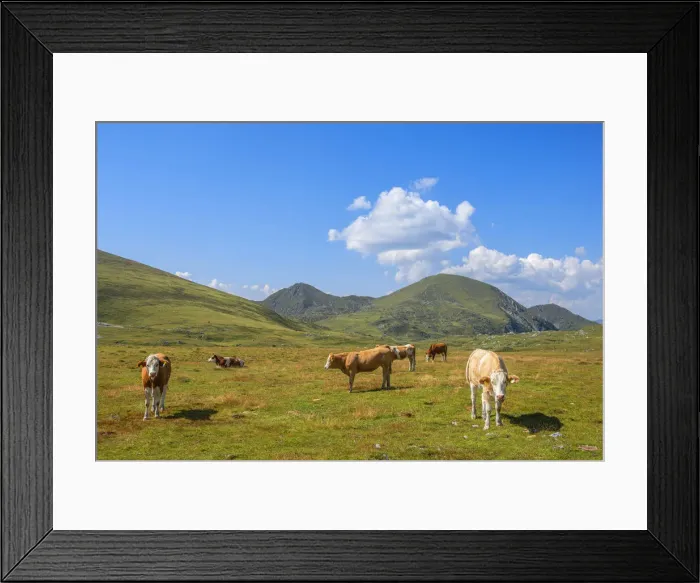 Framed Print : Cows at Rosenock area, Nockberge mountain range, Radenthein, Carinthia, Austria Framed Print : Cows at Rosenock area, Nockberge mountain range, Radenthein, Carinthia, Austria