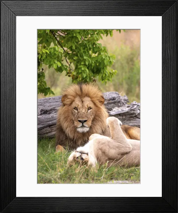 Framed Print : Lion, Okavango Delta, Botswana Framed Print : Lion, Okavango Delta, Botswana