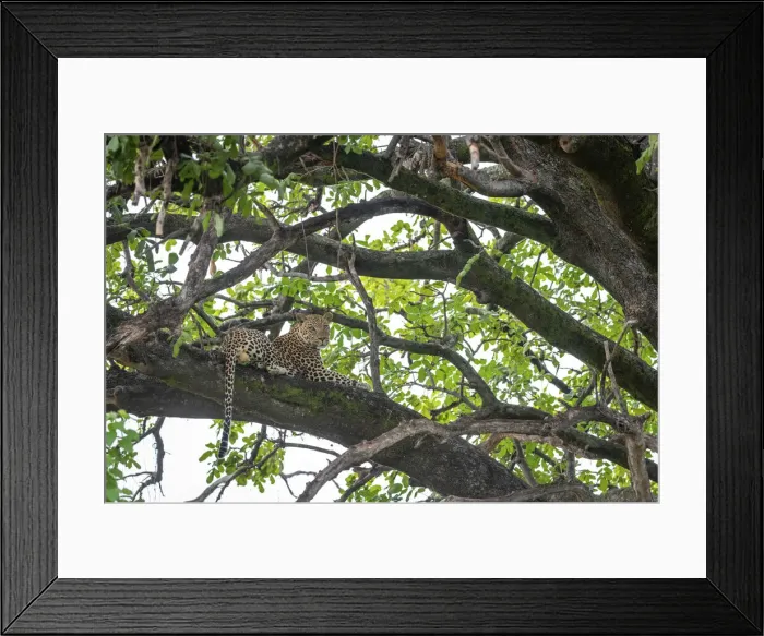 Framed Print : Leopard resting in a tree, Okavango Delta, Botswana Framed Print : Leopard resting in a tree, Okavango Delta, Botswana