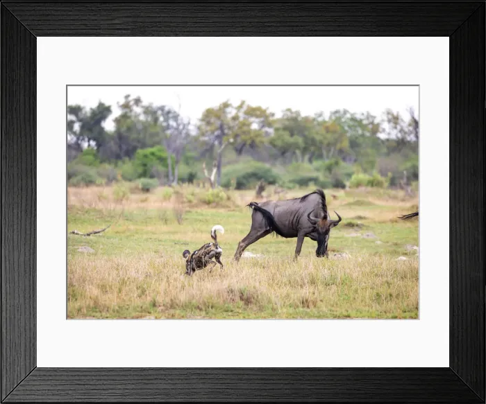Framed Print : Wild dog hunt, Okavango Delta, Botswana Framed Print : Wild dog hunt, Okavango Delta, Botswana