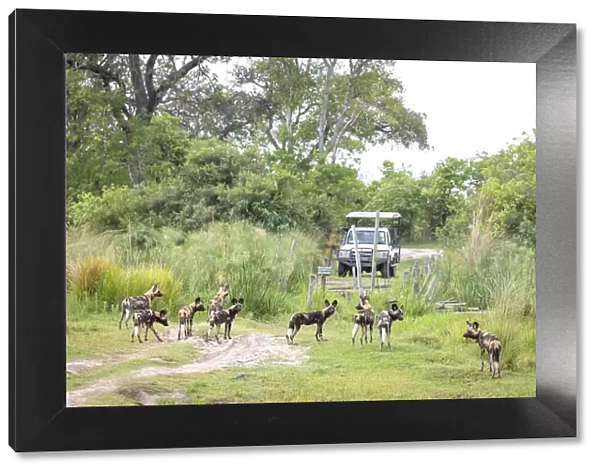 Wild Dog, Okavango Delta, Botswana