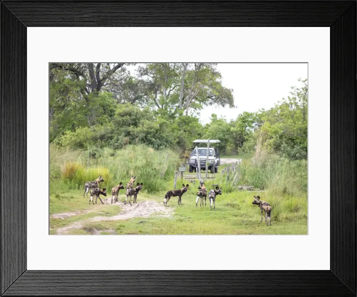 Framed Print : Wild Dog, Okavango Delta, Botswana Framed Print : Wild Dog, Okavango Delta, Botswana