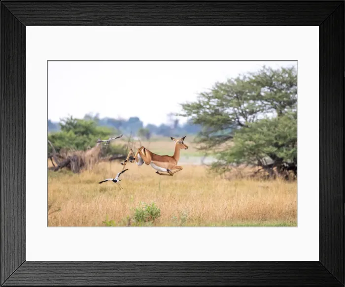 Framed Print : Impala, Okavango Delta, Botswana Framed Print : Impala, Okavango Delta, Botswana