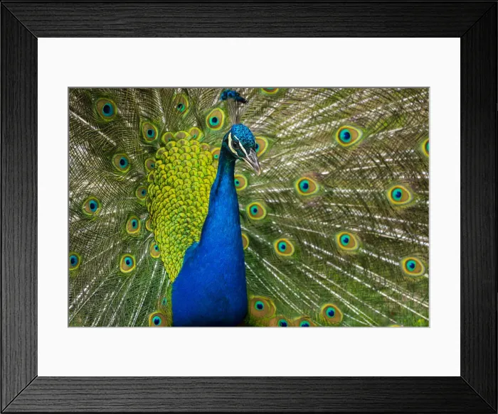 Framed Print : Indian peafowl (Pavo cristatus) displaying its feathers in Zamecky Park of Blatna Castle, Blatna, Strakonice District, South Bohemian Region, Czech Republic Framed Print : Indian peafowl (Pavo cristatus) displaying its feathers in Zamecky Park of Blatna Castle, Blatna, Strakonice District, South Bohemian Region, Czech Republic