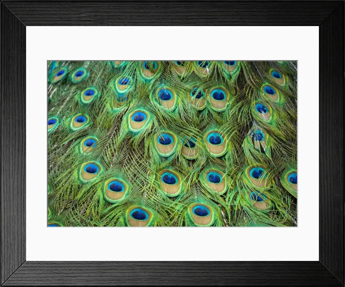 Framed Print : Detail of feathers of Indian peafowl (Pavo cristatus), Zamecky Park of Blatna Castle, Blatna, Strakonice District, South Bohemian Region, Czech Republic Framed Print : Detail of feathers of Indian peafowl (Pavo cristatus), Zamecky Park of Blatna Castle, Blatna, Strakonice District, South Bohemian Region, Czech Republic