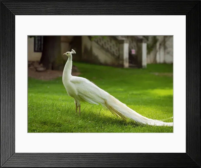 Framed Print : White Indian peafowl (Pavo cristatus) on green grass in Zamecky Park of Blatna Castle, Blatna, Strakonice District, South Bohemian Region, Czech Republic Framed Print : White Indian peafowl (Pavo cristatus) on green grass in Zamecky Park of Blatna Castle, Blatna, Strakonice District, South Bohemian Region, Czech Republic