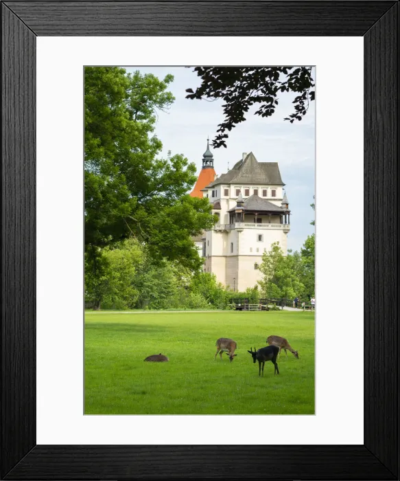 Framed Print : Fallow deer grazing in Zamecky Park of Blatna Castle, Blatna, Strakonice District, South Bohemian Region, Czech Republic Framed Print : Fallow deer grazing in Zamecky Park of Blatna Castle, Blatna, Strakonice District, South Bohemian Region, Czech Republic