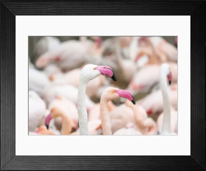 Framed Print : Captive Greater flamingo (Phoenicopterus Ruber Roseus) at Zoo Hluboka, Hluboka nad Vltavou, South Bohemian Region, Czech Republic Framed Print : Captive Greater flamingo (Phoenicopterus Ruber Roseus) at Zoo Hluboka, Hluboka nad Vltavou, South Bohemian Region, Czech Republic