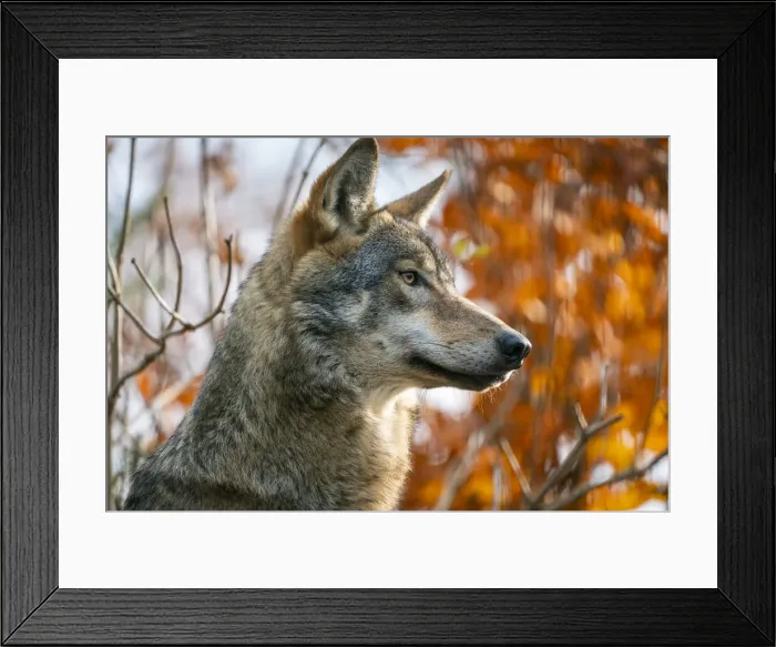 Framed Print : Captive grey wolf (Canis Lupus) at Zoo Hluboka, Hluboka nad Vltavou, South Bohemian Region, Czech Republic Framed Print : Captive grey wolf (Canis Lupus) at Zoo Hluboka, Hluboka nad Vltavou, South Bohemian Region, Czech Republic
