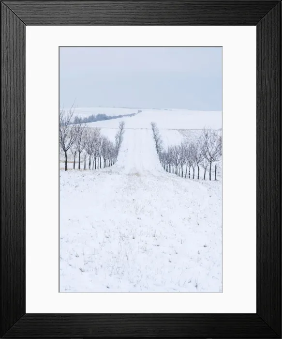 Framed Print : Alley of tree on rolling hills in winter, near Sardice, Hodonin District, South Moravian Region, Czech Republic Framed Print : Alley of tree on rolling hills in winter, near Sardice, Hodonin District, South Moravian Region, Czech Republic
