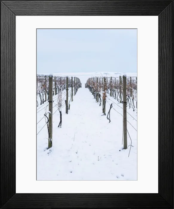 Framed Print : Vineyard on rolling hills in winter, near Sardice, Hodonin District, South Moravian Region, Czech Republic Framed Print : Vineyard on rolling hills in winter, near Sardice, Hodonin District, South Moravian Region, Czech Republic