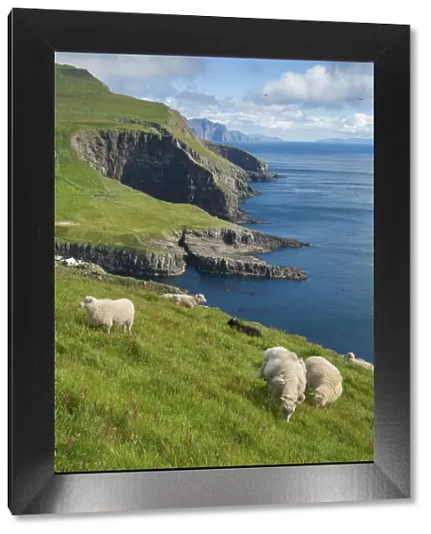Sheep grazing on the green grass in the island of Mykines. Faroe Islands