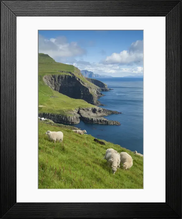 Framed Print : Sheep grazing on the green grass in the island of Mykines. Faroe Islands Framed Print : Sheep grazing on the green grass in the island of Mykines. Faroe Islands