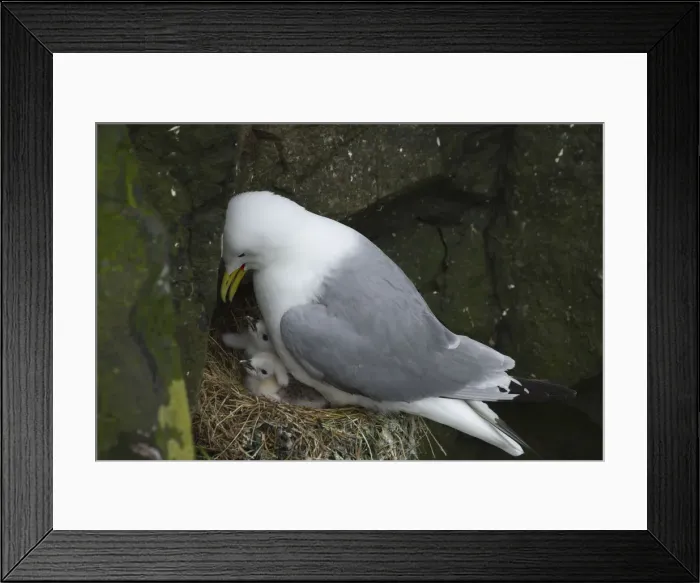 Framed Print : A kittiwakes with chicks on a cliff in Mykines. Faroe Islands Framed Print : A kittiwakes with chicks on a cliff in Mykines. Faroe Islands