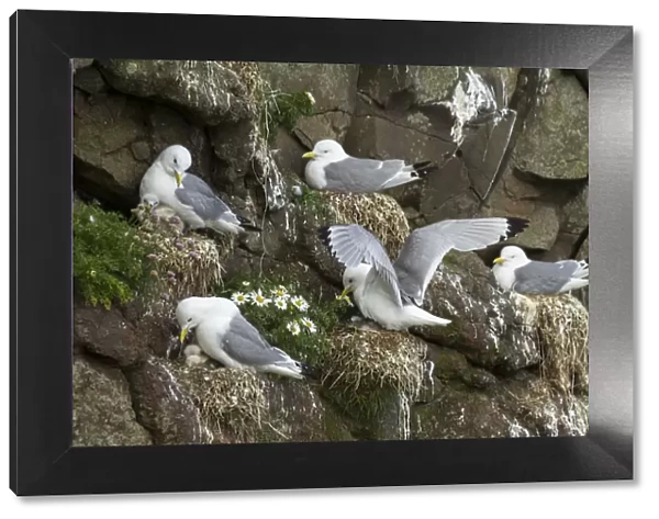 Several kittiwakes with chicks on a cliff in Mykines. Faroe Islands
