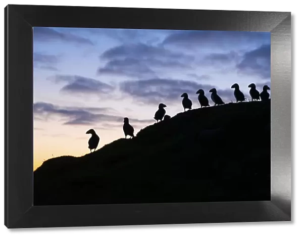 Silhouette of several Atlantic Puffins at sunset in the island of Mykines. Faroe Islands