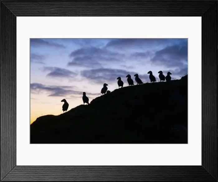 Framed Print : Silhouette of several Atlantic Puffins at sunset in the island of Mykines. Faroe Islands Framed Print : Silhouette of several Atlantic Puffins at sunset in the island of Mykines. Faroe Islands