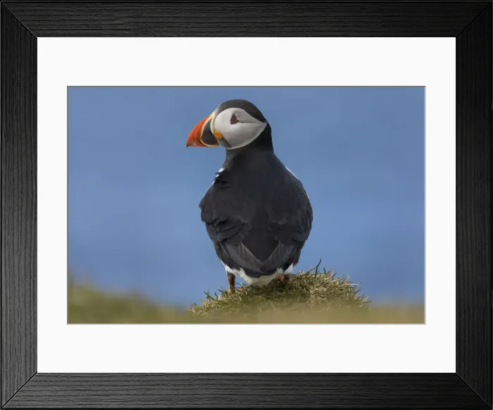 Framed Print : Portrait of an Atlantic Puffin in the island of Mykines. Faroe Islands Framed Print : Portrait of an Atlantic Puffin in the island of Mykines. Faroe Islands