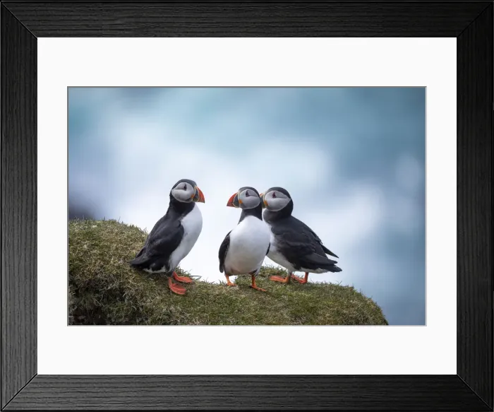 Framed Print : A group of three Atlantic Puffinss standing on the grass in the island of Mykines. Faroe Islands Framed Print : A group of three Atlantic Puffinss standing on the grass in the island of Mykines. Faroe Islands