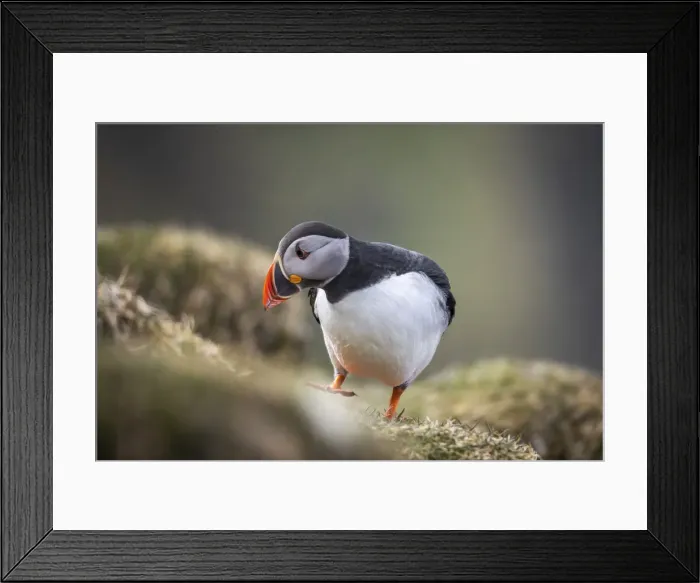 Framed Print : An Atlantic Puffin walking on the grass in the island of Mykines. Faroe Islands Framed Print : An Atlantic Puffin walking on the grass in the island of Mykines. Faroe Islands