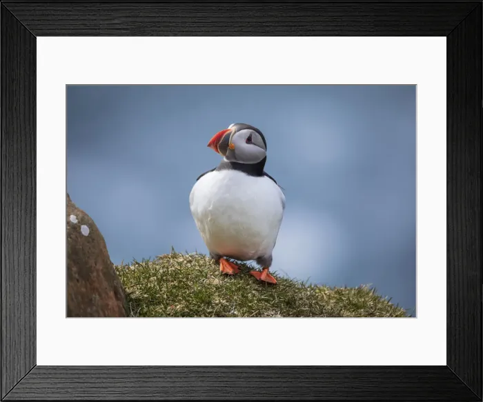 Framed Print : Portrait of an Atlantic Puffin in the island of Mykines. Faroe Islands