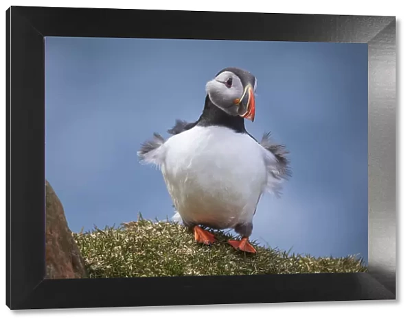 Portrait of an Atlantic Puffin with ruffled feather due to the wind gusts. Island of Mykines. Faroe Islands