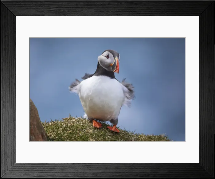 Framed Print : Portrait of an Atlantic Puffin with ruffled feather due to the wind gusts. Island of Mykines. Faroe Islands Framed Print : Portrait of an Atlantic Puffin with ruffled feather due to the wind gusts. Island of Mykines. Faroe Islands