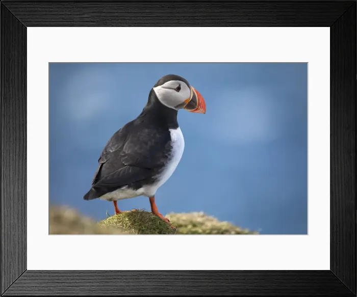 Framed Print : An Atlantic Puffin in Mykines, Faroe Islands Framed Print : An Atlantic Puffin in Mykines, Faroe Islands