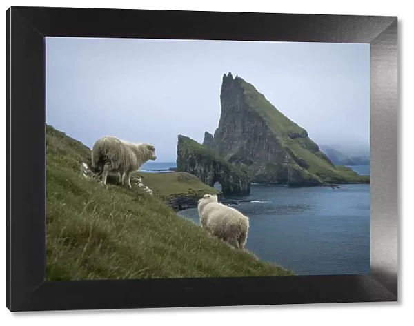 Sheep walking towards Drangarnir sea stacks and Tindholmur islet. Faroe Islands