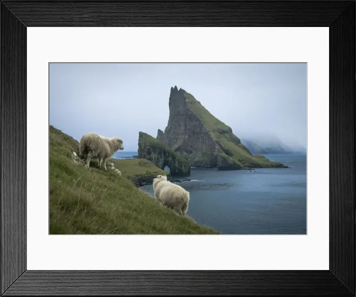 Framed Print : Sheep walking towards Drangarnir sea stacks and Tindholmur islet. Faroe Islands Framed Print : Sheep walking towards Drangarnir sea stacks and Tindholmur islet. Faroe Islands