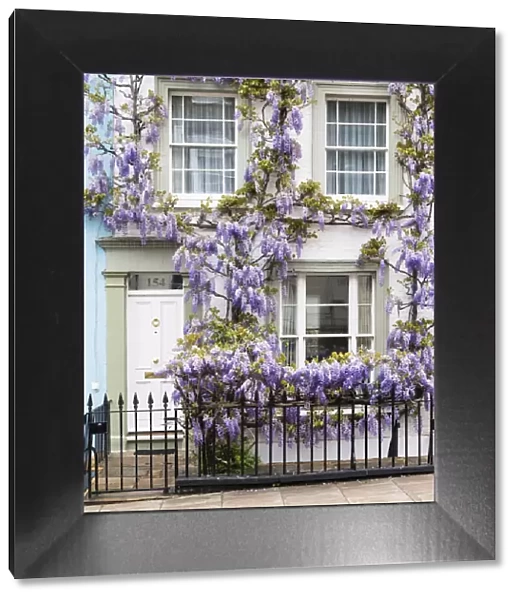 Wisteria in Notting Hill, London, England