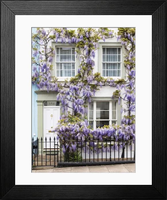 Framed Print : Wisteria in Notting Hill, London, England Framed Print : Wisteria in Notting Hill, London, England