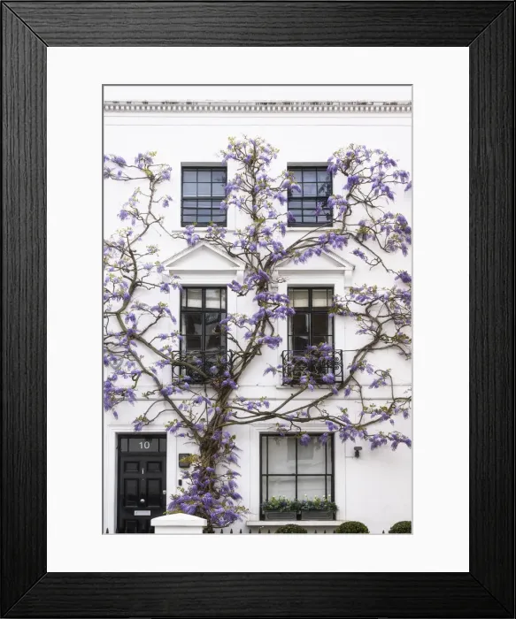 Framed Print : Wisteria in Kensington, London, England Framed Print : Wisteria in Kensington, London, England