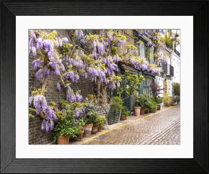 Framed Print : Wisteria in Kynance Mews, Kensington, London, England