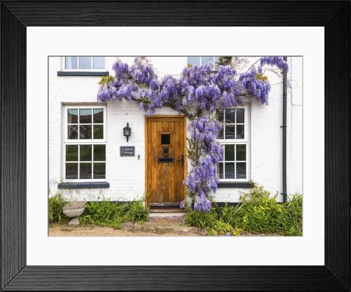 Framed Print : Wisteria over cottage entrance, Little Glemham, Suffolk, England Framed Print : Wisteria over cottage entrance, Little Glemham, Suffolk, England