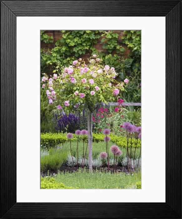 Framed Print : The Great Garden of the Shakespeare New Place, Stratford-upon-Avon, Warwickshire, England