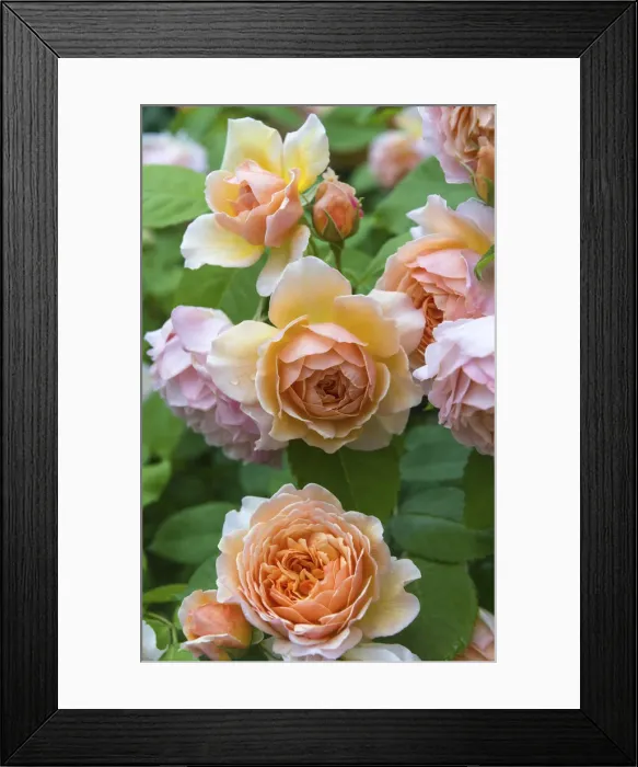 Framed Print : Roses in the Great Garden of the Shakespeare New Place, Stratford-upon-Avon, Warwickshire, England Framed Print : Roses in the Great Garden of the Shakespeare New Place, Stratford-upon-Avon, Warwickshire, England